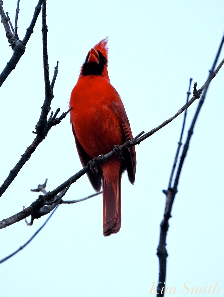 Cardinal Loblolly Cove rockport Kim Smith