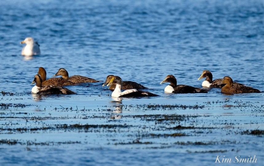 Common Eider juveniles Kim Smith
