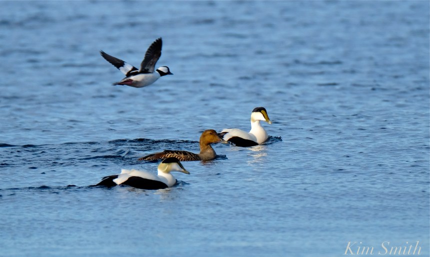 Common Eiders Bufflehead Kim Smith