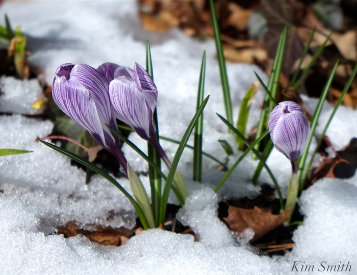 Crocus in snow Kim Smith Designs