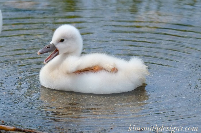 Cygnet mute swan cygnus olor Polish kimsmithdesigns.com