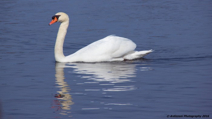 February 28, 2016 Mr. Swan at Niles Pond
