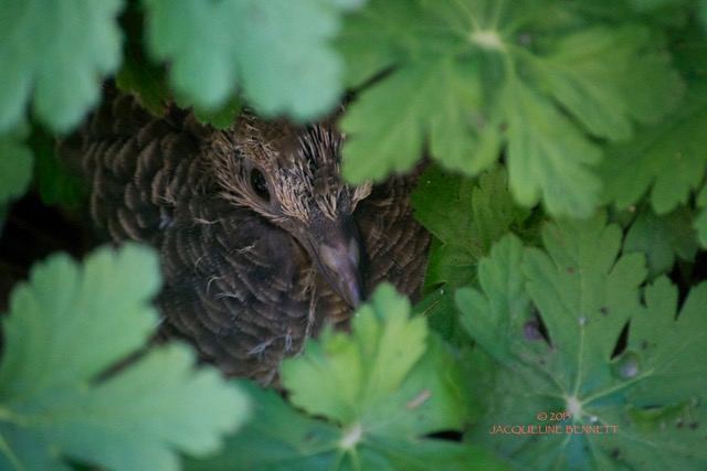 fledgling