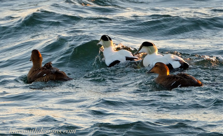 Male female Common Eider Ten Pound Island Gloucester kimsmithdesigns.com