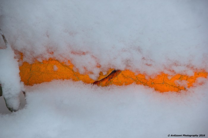 March 21, 2016 Buoy under snow