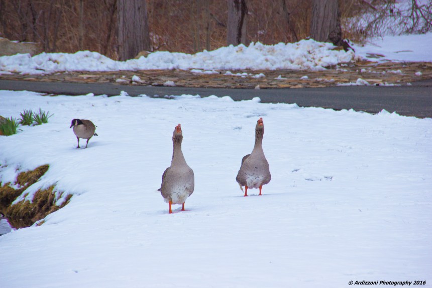 March 21, 2016 I guess the Orange Beek Geese do not like the snow