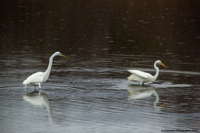 March 28, 2016 Even in the rain, they are beautiful