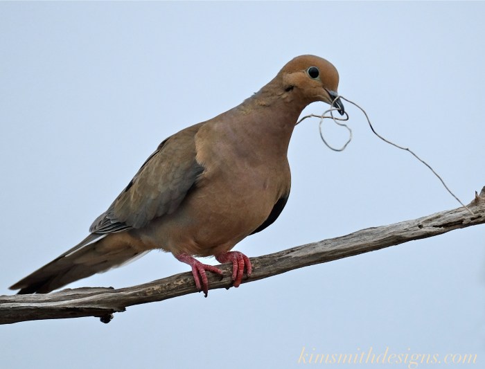 Mourning Dove Building nest -2 Cape Ann kim smith designs.com