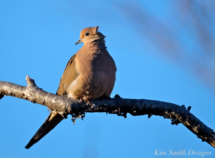 Mourning Dove Cape Ann Kim Smith Designs.com