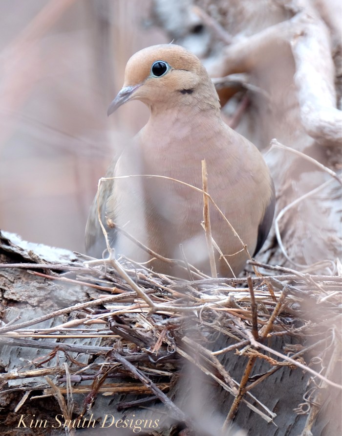 Mourning Dove Female Cape Ann Kim Smith Designs.com