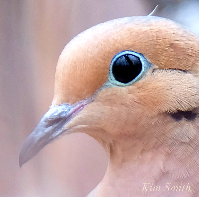 Mourning Dove Female CLOSE UP Cape Ann Kim Smith Designs.com jpg