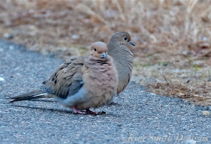 Mourning Dove Pair Cape Ann Kim Smith Designs.com
