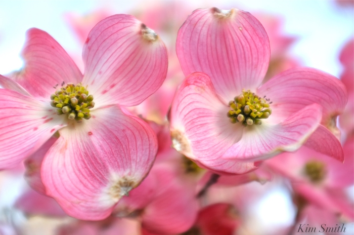 Pink flowering dogwood Cornus florida rubra Kim Smith