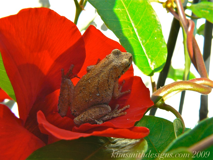 Spring Peeper Pinkletink kimsmithdesigns 2009