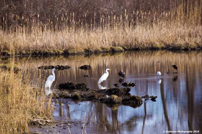 April 18, 2016 Look who is hanging on Clarke Pond