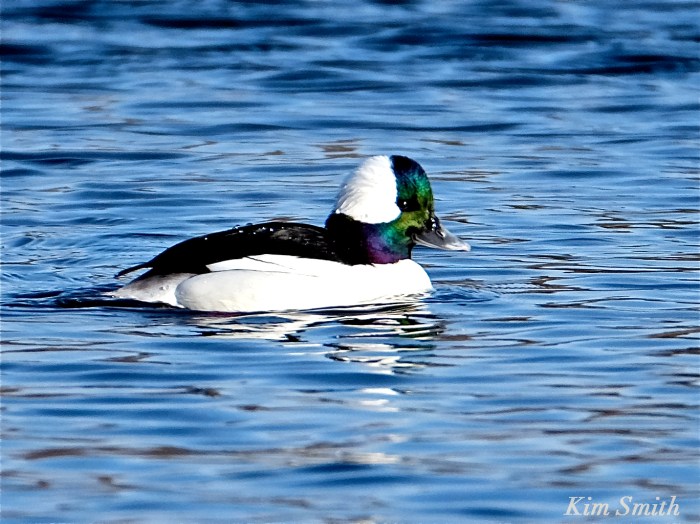 Bufflehead Kim Smith