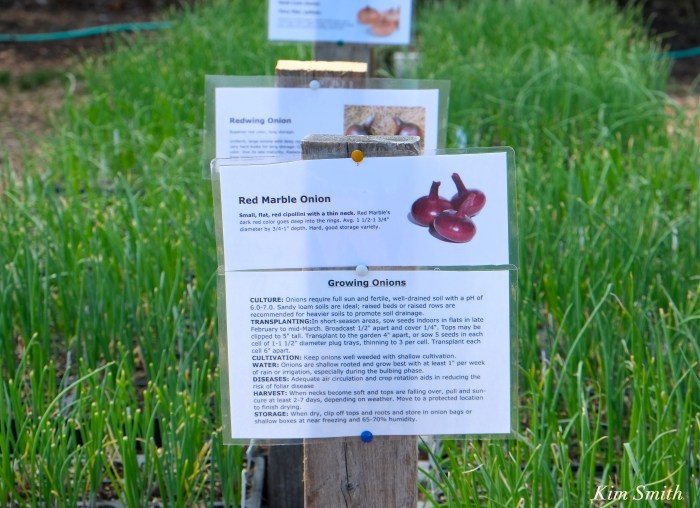 Cedar Rock Gardens onions Kim Smith