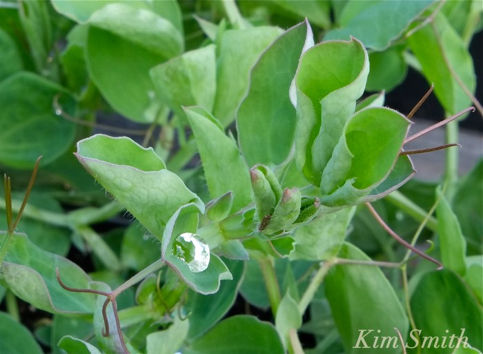 Cedar Rock Gardens sweet peas Kim Smith