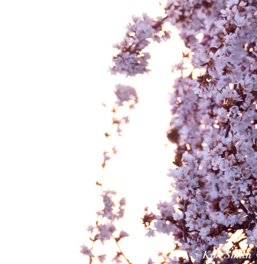 Cherry Blossom Cascade Kim Smith