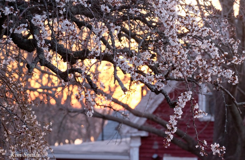 Cherry Blossom Plum Stree East Gloucester Kim Smith