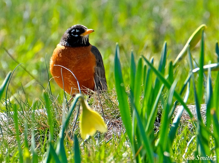 Daffodils American Robin Kim Smith 2016