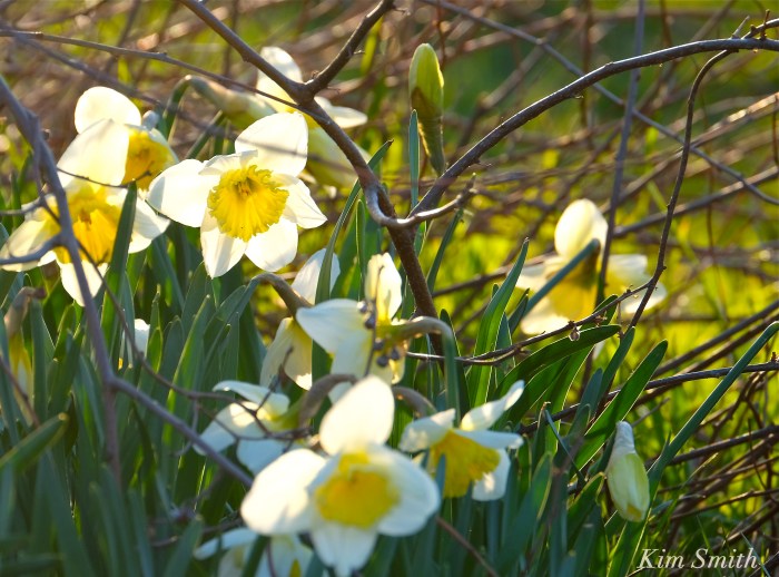 Daffodils Kim Smith 2016