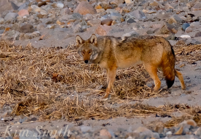 Eastern Coyote Canis latrans massachusetts Kim Smith