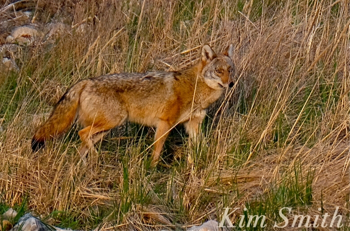 Eastern Coyote massachusetts Kim Smith