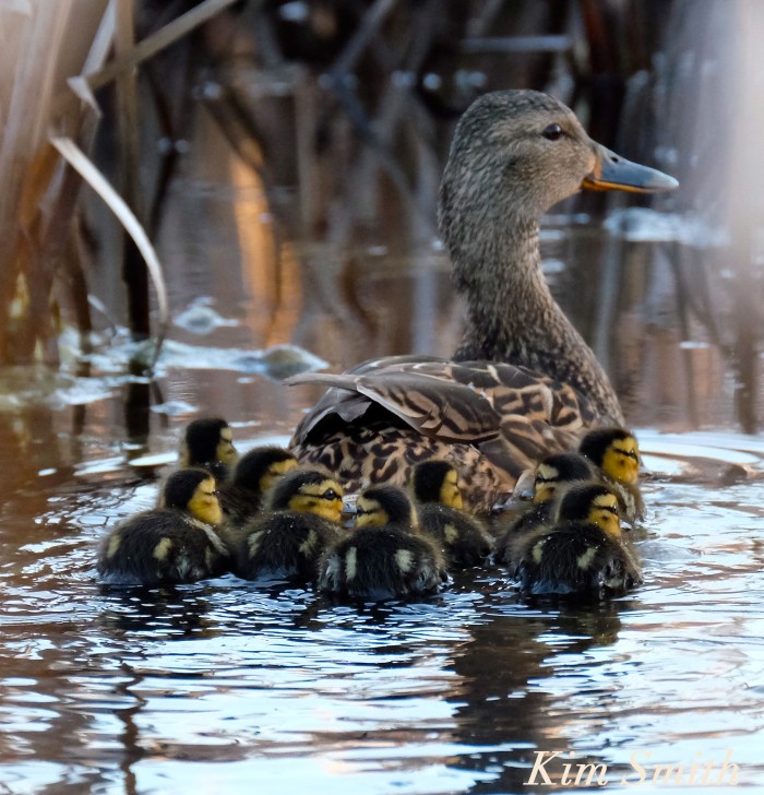 Female Mallard Nine ducklings Kim Smith
