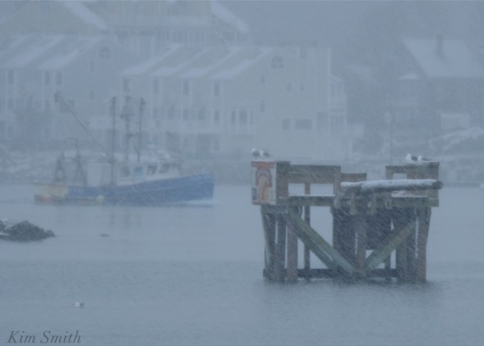 Gloucester harbor Greasy pole snowy day Kim Smith