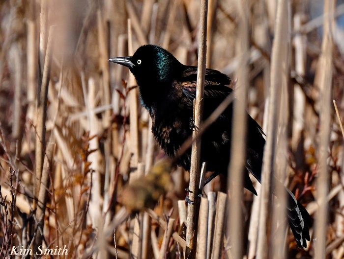 Grackle Kim Smith 2016