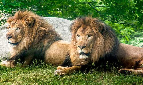 lions_gallery2