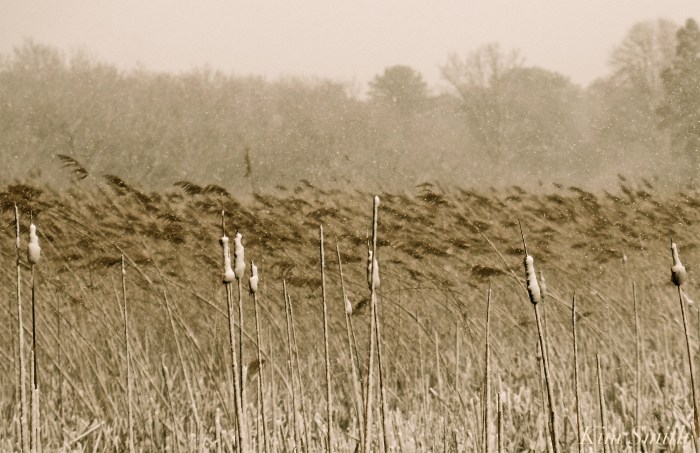 Loblolly Cove marsh cattails phragmites -2 Kim Smith