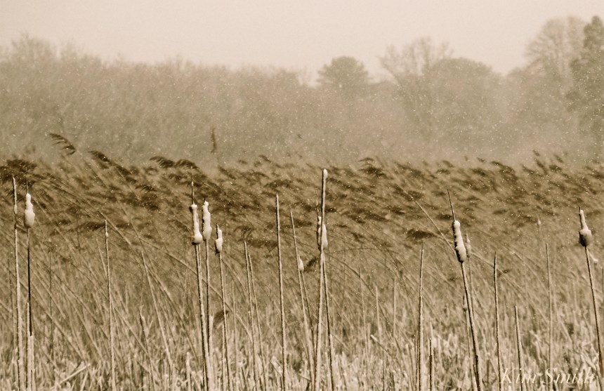 Loblolly Cove marsh cattails phragmites -2 Kim Smith