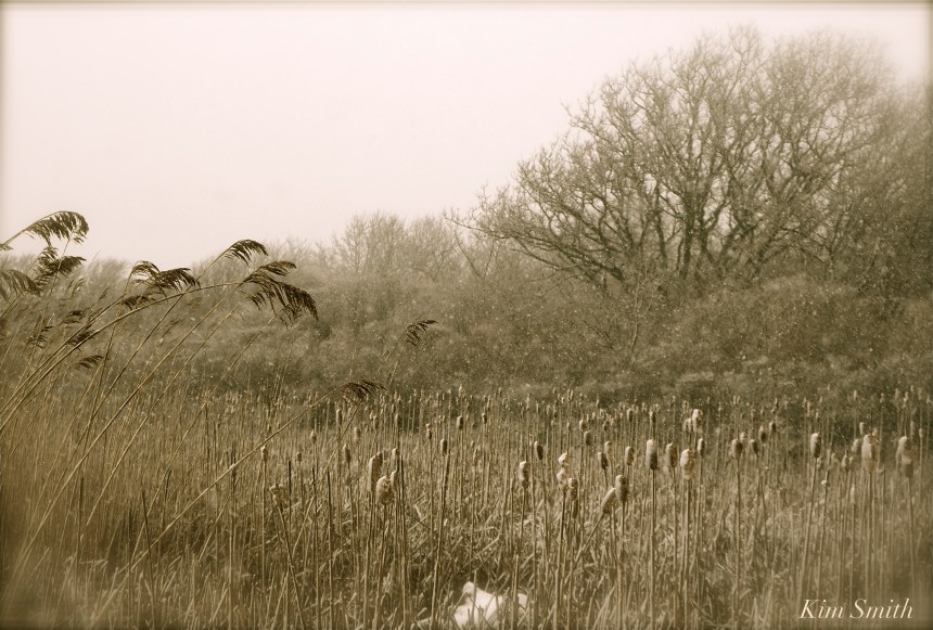 Loblolly Cove marsh Kim Smith