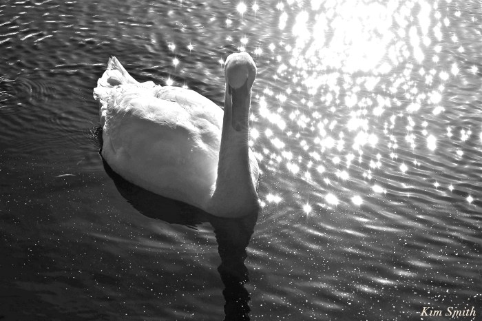 Mute swan Kim Smith