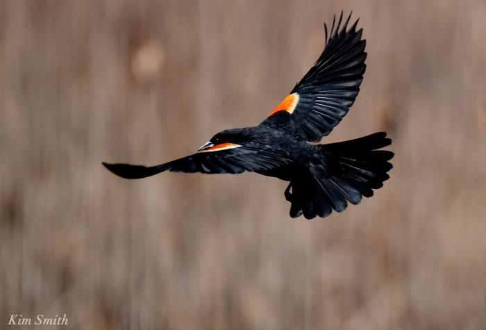 Red-winged Blackbird in flight male KIm Smith