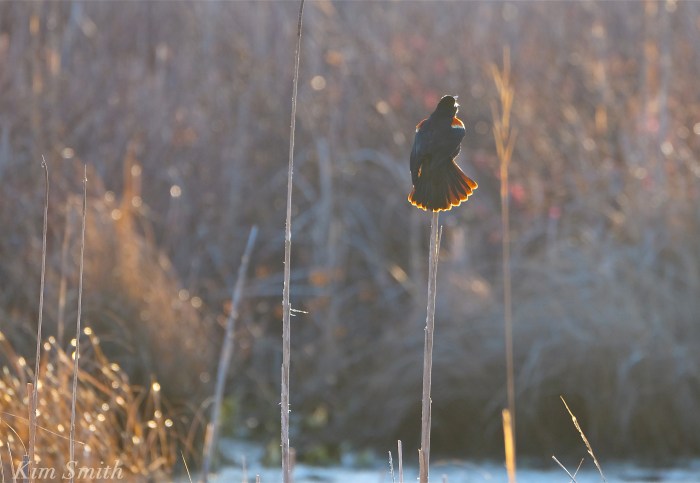 Red-winged Blackbird Kim Smith