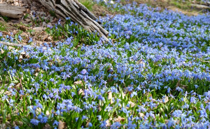 Spring beauty Scilla siberica Kim Smith