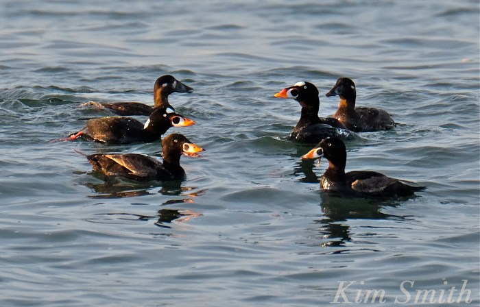 Surf Scoter Cape Ann Massachusetts Kim Smith 2016