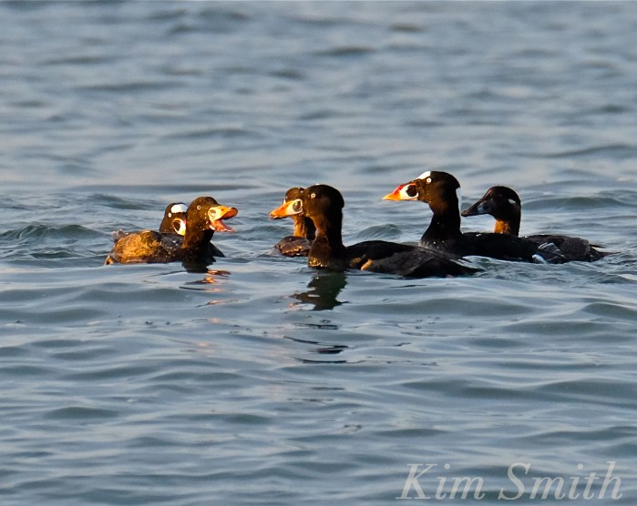 Surf Scoter Cape Ann Massachusetts male female Kim Smith 2016