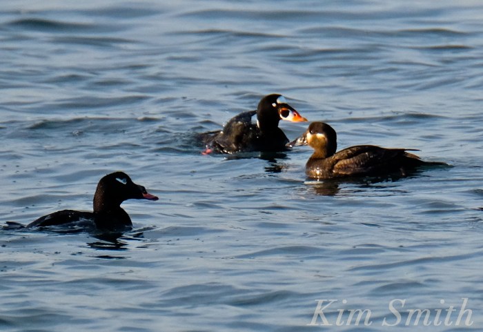 Surf Scoter male female Cape Ann Massachusetts Kim Smith 2016