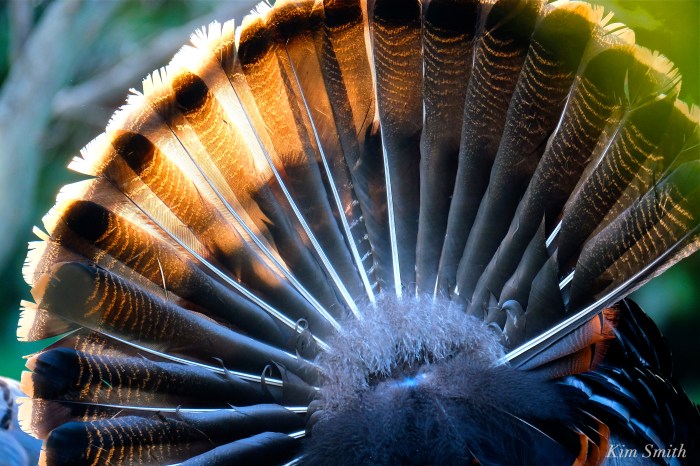 Turkey feathers fanning male Tom Turkey Kim Smith 2016