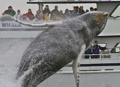whale-watching-gloucester-ma-cape-ann-boston-breach-22