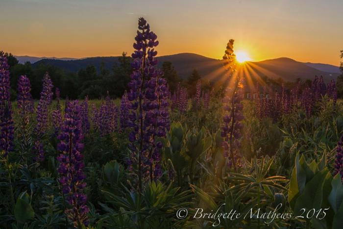 11062125_10204694092655527_1514548739067070145_o