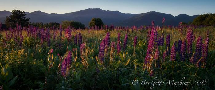 11430159_10204694092695528_4993623168692831357_o-2