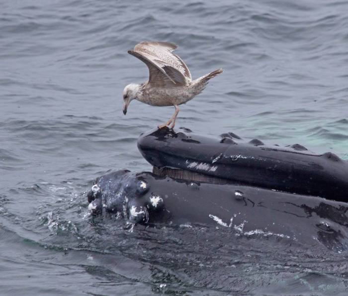 13086866_1328477183835906_8808261722667229404_o