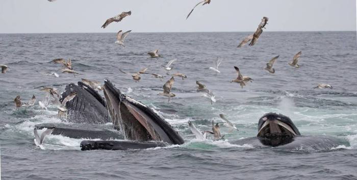 13087242_1328477193835905_7176109721556554049_o