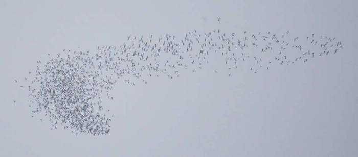 13112961_1328477533835871_785655082991632621_o