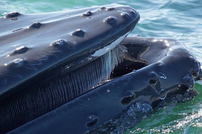 13130900_1328477360502555_883307742188511081_o